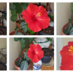 Seferihisar-bahceleri-Japon-gulleriyle-gorsel-bir-solene-donustu-featured