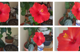 Seferihisar-bahceleri-Japon-gulleriyle-gorsel-bir-solene-donustu-featured