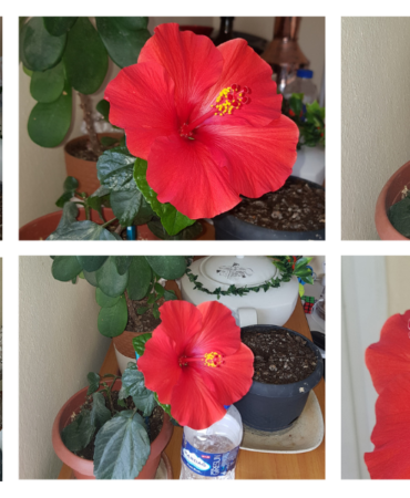 Seferihisar-bahceleri-Japon-gulleriyle-gorsel-bir-solene-donustu-featured