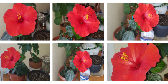 Seferihisar bahçeleri Japon gülleriyle görsel bir şölene dönüştü