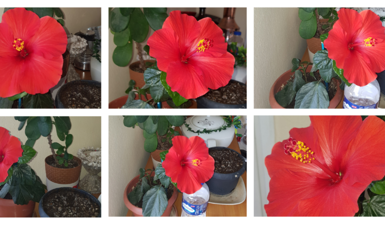 Seferihisar-bahceleri-Japon-gulleriyle-gorsel-bir-solene-donustu-featured